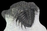 Bargain, Coltraneia Trilobite Fossil - Huge Faceted Eyes #92124-4